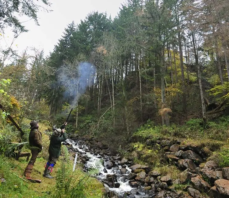 A colour hotograph of a pheasant shoot at Edradynate Estate - Shooting Holidays in Scotland - Edradynate Estate, Luxury Country House and Sporting Estate , Perthshire, available for rent, shoot days, fishing and family holidays on a catered or self catered basis.