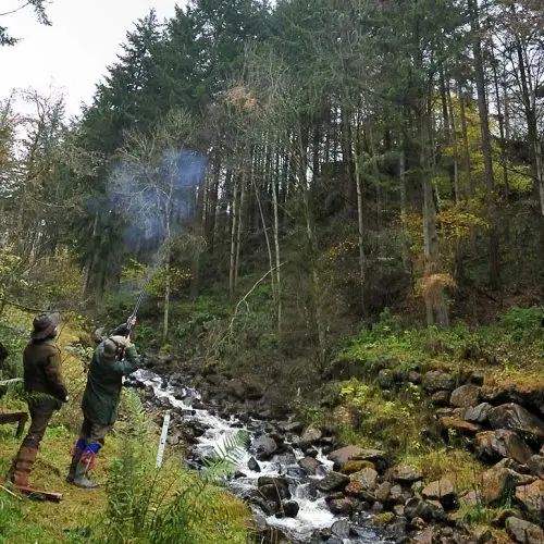 A colour photograph of a pheasant shoot at Edradynate Estate - Shooting Holidays in Scotland - Edradynate Estate, Luxury Country House and Sporting Estate , Perthshire