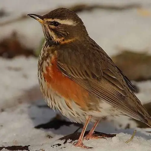A colour image of a Redwing which appear regularly for their ‘winter rations’ due to the continuing conservation efforts of gamekeepers and farmers at Edradynate Estate