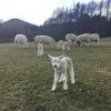 A colour iamge of lambs and ewes in the fields of Edradynate Estate, Scotland - 2018 Lambing Season