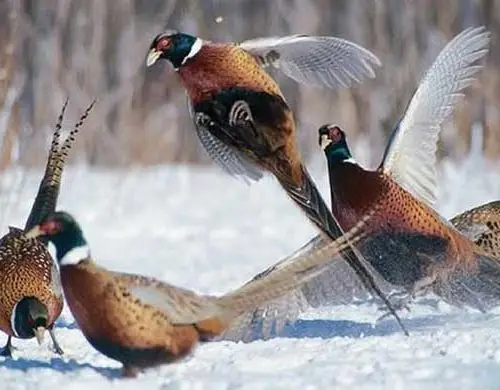 A colour image of 5 pheasants in the snow at Edradynate Estate - mind the hungry gap new article for supplementary feeding of game birds and wild birds