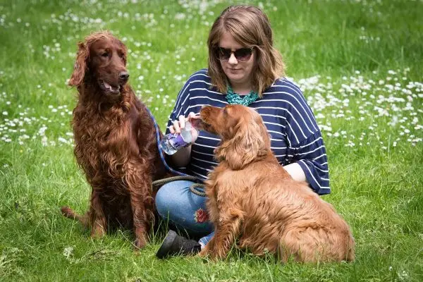 A colour image of a lady sat in grass giving her dog water at the Edradynate May 2017 clay pigeon shoot day - Edradynate Estate, Perthshire - Luxury Country House and Sporting Estate for Rent in Scotland